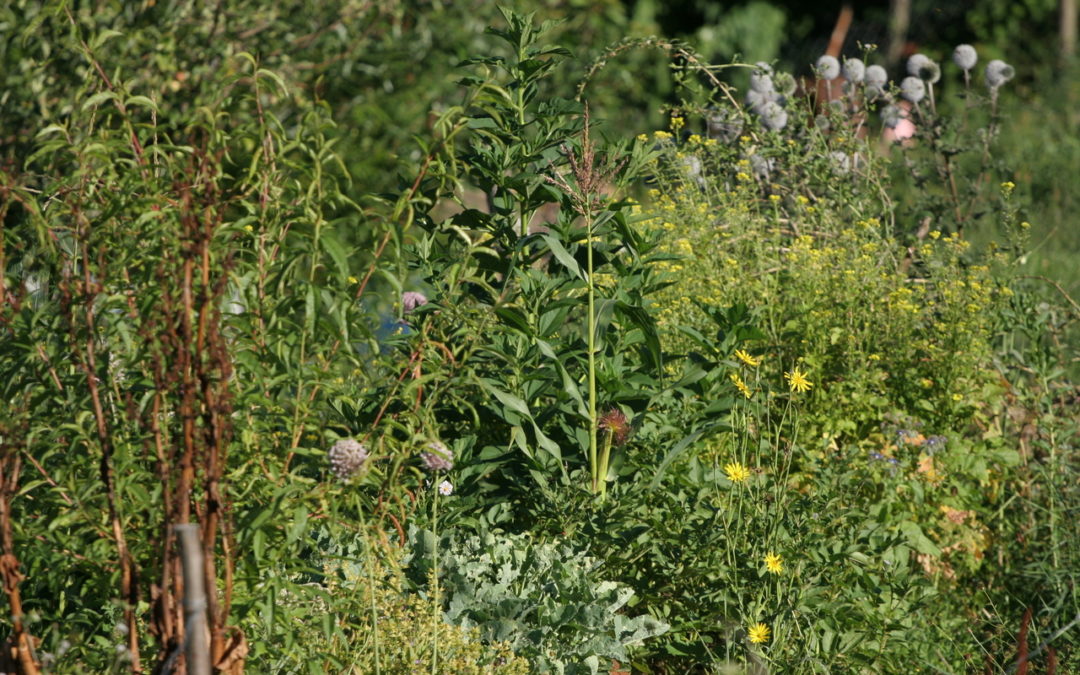 Création d’un Jardin familial en Permaculture