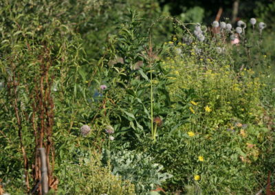 Création d’un Jardin familial en Permaculture