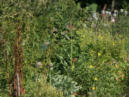 Création d’un Jardin familial en Permaculture