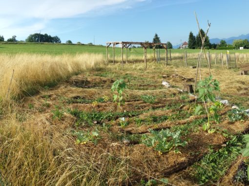 Création de la cour d’école Montessori du pays Rochois en permaculture