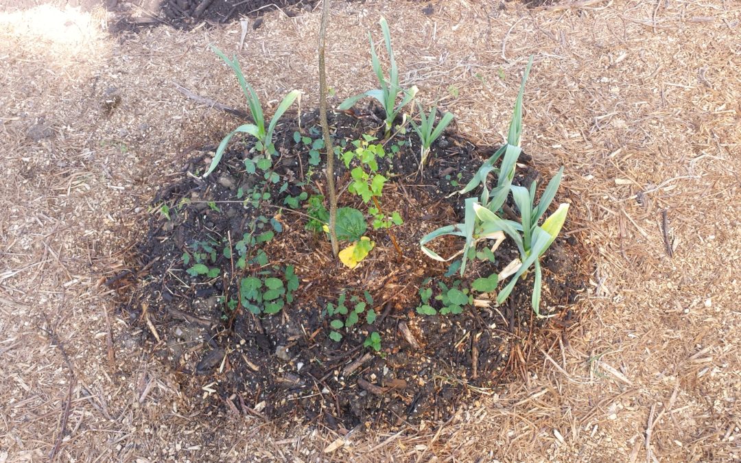 Jardin particulier et espaces locatifs en permaculture à Annecy