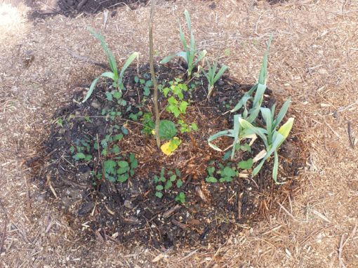 Jardin particulier et espaces locatifs en permaculture à Annecy