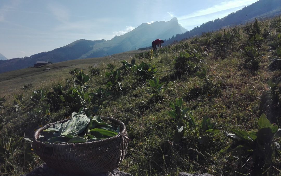 Accompagnement de Cimes et racines pour la production de plantes aromatiques et médicinales biologiques près d’Annecy