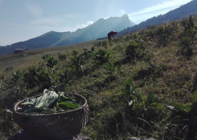 Accompagnement de Cimes et racines pour la production de plantes aromatiques et médicinales biologiques près d’Annecy