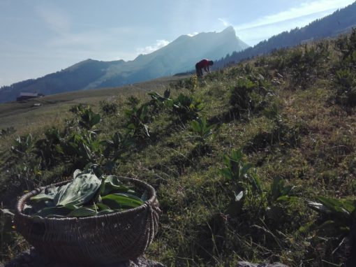 Accompagnement de Cimes et racines pour la production de plantes aromatiques et médicinales biologiques près d’Annecy