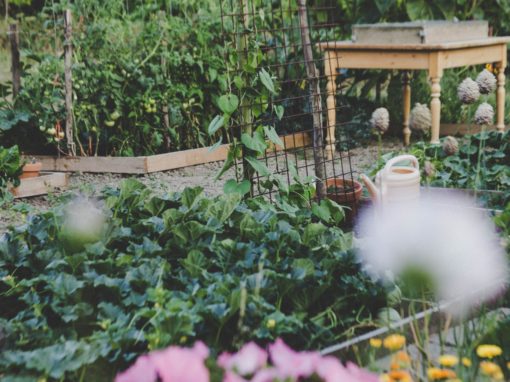 Conseil aux jardiniers hésitants!