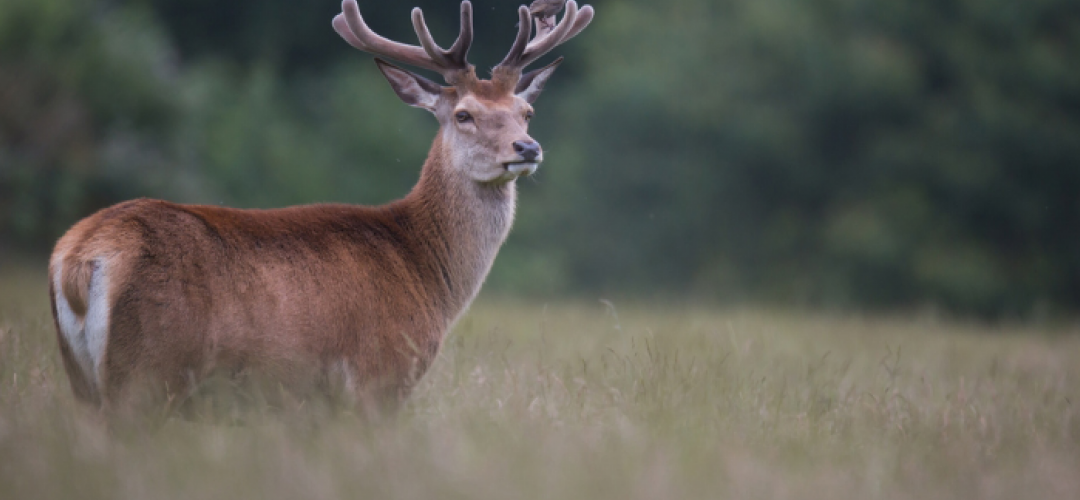 Création d’îlots de biodiversité pour la fédération de chasse de Haute Savoie