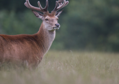 Création d’îlots de biodiversité pour la fédération de chasse de Haute Savoie