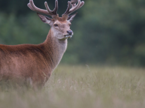 Création d’îlots de biodiversité pour la fédération de chasse de Haute Savoie