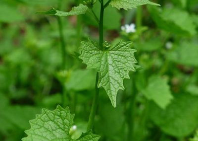 Alliaire pétiolée permaculture plante sauvage