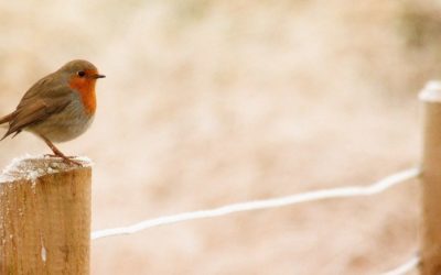 Permaculture et approche naturel au jardin – Février