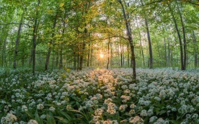 Permaculture et approche naturel au jardin – Mars