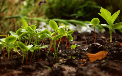 Permaculture et approche naturel au jardin – Mai